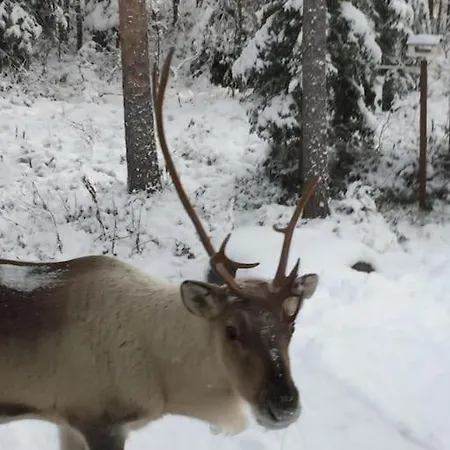 Arctic Circle For Winter Villa Rovaniemi