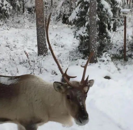 Arctic Circle For Winter Вилла Рованиеми